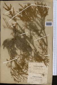 Tamarix hispida Willd., Middle Asia, Muyunkumy, Balkhash & Betpak-Dala (M9) (Kazakhstan)