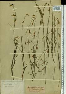 Adenophora, Siberia (no precise locality) (S0) (Russia)
