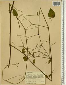 Commicarpus, Africa (AFR) (Ethiopia)