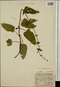 Salvia kuznetzovii Sosn., Caucasus, Stavropol Krai, Karachay-Cherkessia & Kabardino-Balkaria (K1b) (Russia)