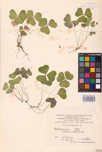 Oxalis acetosella L., Eastern Europe, North Ukrainian region (E11) (Ukraine)