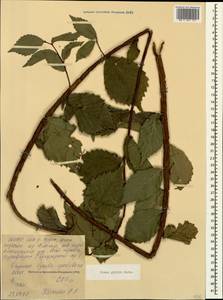 Ulmus glabra Huds., Caucasus, North Ossetia, Ingushetia & Chechnya (K1c) (Russia)