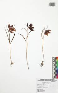 Fritillaria meleagris L., Eastern Europe, Central region (E4) (Russia)