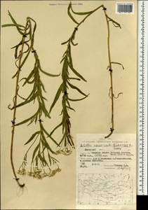 Achillea acuminata (Ledeb.) Sch. Bip., Mongolia (MONG) (Mongolia)