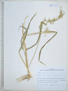 Spodiopogon sibiricus Trin., Siberia, Russian Far East (S6) (Russia)