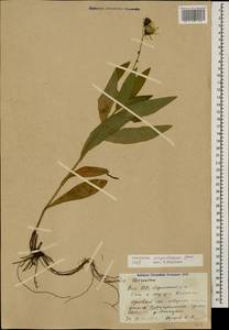 Hieracium sabaudum subsp. virgultorum (Jord.) Zahn, Caucasus, Azerbaijan (K6) (Azerbaijan)