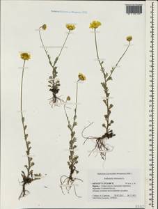 Cota tinctoria subsp. tinctoria, Crimea (KRYM) (Russia)