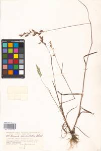Bromus commutatus Schrad., Eastern Europe, Moscow region (E4a) (Russia)