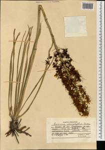 Eremurus stenophyllus, South Asia, South Asia (Asia outside ex-Soviet states and Mongolia) (ASIA) (Afghanistan)