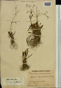 Alisma gramineum Lej., Eastern Europe, Lower Volga region (E9) (Russia)
