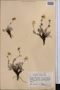 Potentilla hololeuca Boiss., Middle Asia, Western Tian Shan & Karatau (M3) (Uzbekistan)