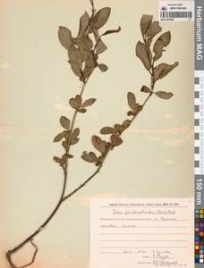 Salix pseudopentandra (Flod.) Flod., Siberia, Chukotka & Kamchatka (S7) (Russia)