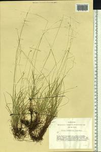 Carex sedakowii C.A.Mey. ex Meinsh., Siberia, Altai & Sayany Mountains (S2) (Russia)