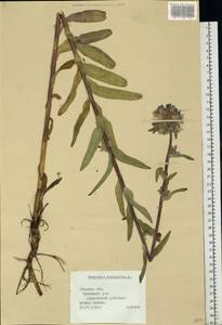Campanula cervicaria L., Eastern Europe, North-Western region (E2) (Russia)