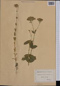 Atocion armeria (L.) Fourr., Western Europe (EUR) (Switzerland)