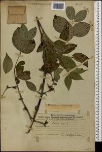 Cornus mas L., Caucasus, Azerbaijan (K6) (Azerbaijan)