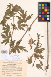 MHA 0 154 666, Leonurus quinquelobatus Gilib., Eastern Europe, North Ukrainian region (E11) (Ukraine)