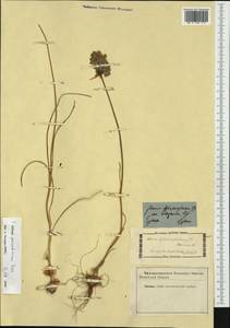 Allium flavum subsp. tauricum (Besser ex Rchb.) K.Richt., Western Europe (EUR) (Not classified)
