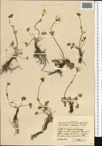 Ranunculus rufosepalus Franch., Middle Asia, Western Tian Shan & Karatau (M3) (Uzbekistan)