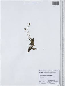 Taraxacum nivale Lange ex Kihlm., Siberia, Western Siberia (S1) (Russia)