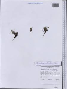 Eritrichium pauciflorum (Ledeb.) DC., Mongolia (MONG) (Mongolia)