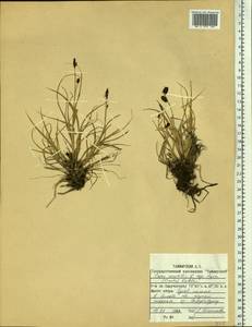 Carex saxatilis L., Siberia, Central Siberia (S3) (Russia)