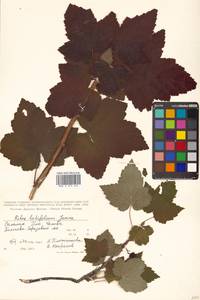 Ribes latifolium Jancz., Siberia, Russian Far East (S6) (Russia)