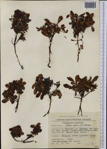 Arctostaphylos alpinus (L.) Spreng., Siberia, Chukotka & Kamchatka (S7) (Russia)