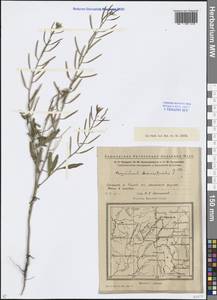 Erysimum cheiranthoides L., Eastern Europe, Eastern region (E10) (Russia)
