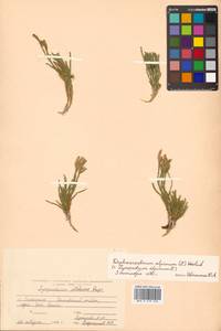 Diphasiastrum alpinum (L.) Holub, Siberia, Russian Far East (S6) (Russia)