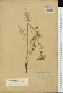 Peucedanum puberulum Turcz., Siberia, Yakutia (S5) (Russia)