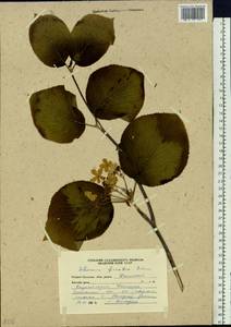 Viburnum furcatum Blume ex Hook. fil. & Thomson, Siberia, Russian Far East (S6) (Russia)