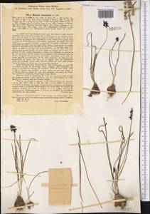 Muscari neglectum Guss. ex Ten., Middle Asia, Syr-Darian deserts & Kyzylkum (M7) (Uzbekistan)