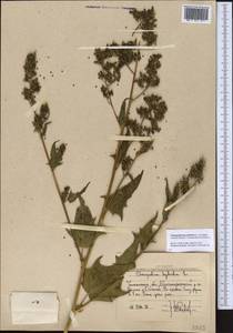 Chenopodiastrum hybridum (L.) S. Fuentes, Uotila & Borsch, Middle Asia, Western Tian Shan & Karatau (M3) (Uzbekistan)