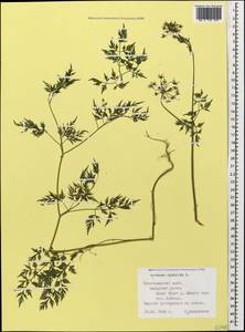 Aethusa cynapium L., Caucasus, Black Sea Shore (from Novorossiysk to Adler) (K3) (Russia)