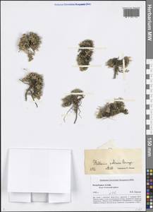 Adenonema petraeum (Bunge) Bunge, Siberia, Altai & Sayany Mountains (S2) (Russia)