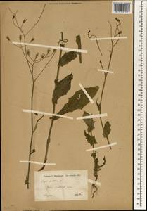 Crepis pulchra L., South Asia, South Asia (Asia outside ex-Soviet states and Mongolia) (ASIA) (Turkey)