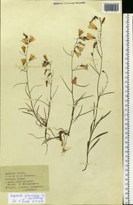 Campanula rotundifolia L., Siberia, Baikal & Transbaikal region (S4) (Russia)