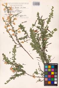 Caragana frutex (L.) K.Koch, Eastern Europe, Central forest-and-steppe region (E6) (Russia)