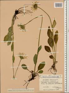 Doronicum oblongifolium A. DC., Caucasus, Stavropol Krai, Karachay-Cherkessia & Kabardino-Balkaria (K1b) (Russia)