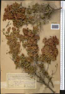 Atraphaxis pyrifolia Bunge, Middle Asia, Western Tian Shan & Karatau (M3) (Kazakhstan)