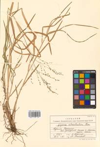 Glyceria alnasteretum Kom., Siberia, Russian Far East (S6) (Russia)