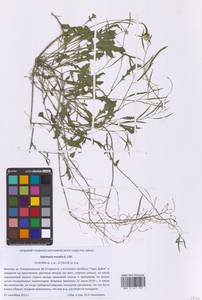 Diplotaxis muralis (L.) DC., Eastern Europe, Moscow region (E4a) (Russia)