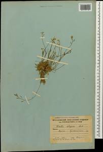 Draba siliquosa M.Bieb., Caucasus, South Ossetia (K4b) (South Ossetia)