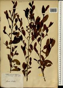 Camellia sinensis subsp. sinensis, South Asia, South Asia (Asia outside ex-Soviet states and Mongolia) (ASIA) (Japan)