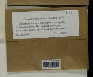 Dicranum brevifolium (Lindb.) Lindb., Bryophytes, Bryophytes - Karelia, Leningrad & Murmansk Oblasts (B4) (Russia)
