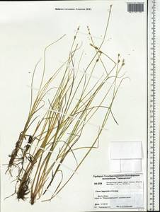 Carex lapponica O.Lang, Siberia, Central Siberia (S3) (Russia)