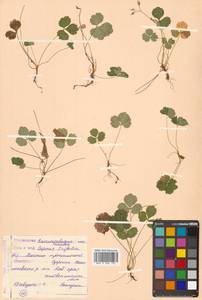 Coptis trifolia (L.) Salisb., Siberia, Russian Far East (S6) (Russia)