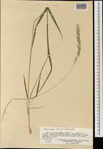 Calamagrostis korotkyi Litv., Mongolia (MONG) (Mongolia)