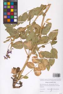 Galega orientalis Lam., Eastern Europe, Central forest-and-steppe region (E6) (Russia)
